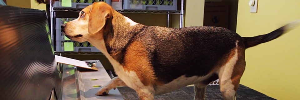 Cancer detection dog Jenkins working on the sniffing station.