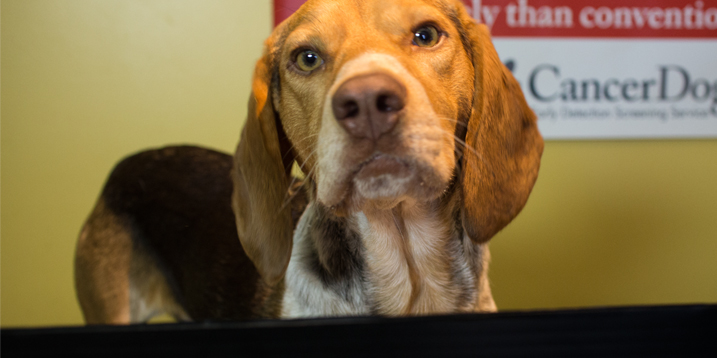 Cancer detection dog Ozzy on the sniffing station.