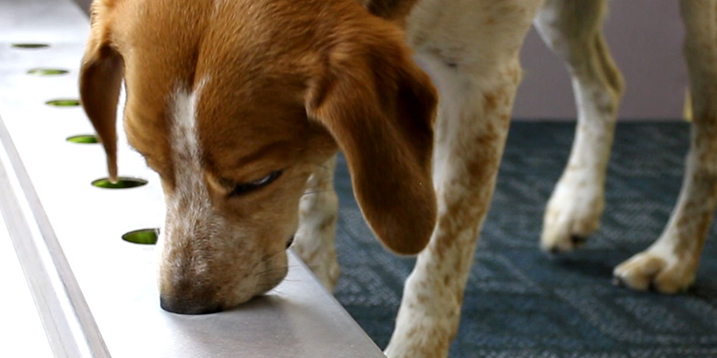 Romeo in the sniffing station.