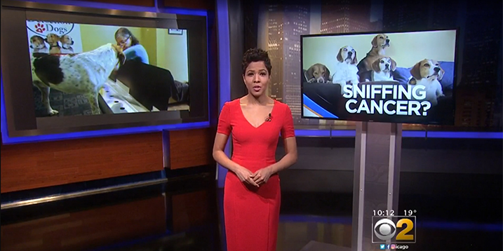 CBS Chicago - Specially trained dogs have been sniffing out cancer in humans.